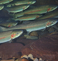 Ocean-migrating trout adapt to freshwater environment in 120 years